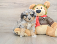 5 week old Mini Pomskydoodle Puppy For Sale - Puppy Love PR