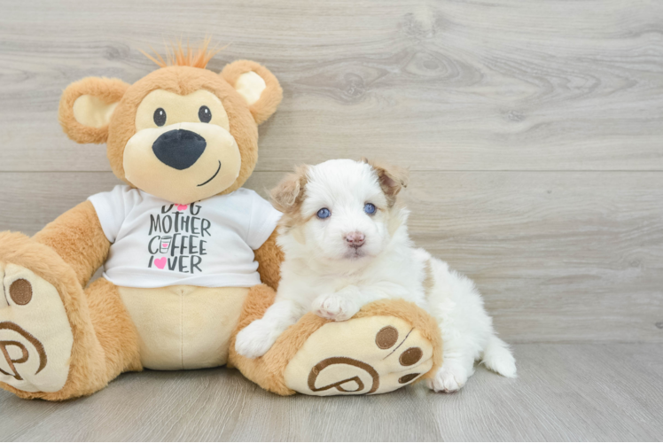 Meet Lacie - our Mini Pomskydoodle Puppy Photo 1/3 - Puppy Love PR Mini Pomskydoodle Pup Being Cute