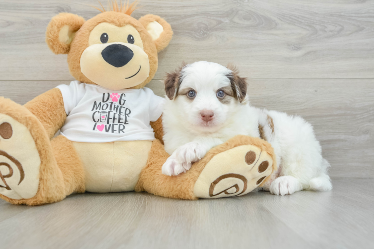 Meet Landshark - our Mini Pomskydoodle Puppy Photo 1/3 - Puppy Love PR Little Mini Pomskydoodle Poodle Mix Puppy