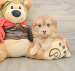 5 week old Mini Pomskydoodle Puppy For Sale - Puppy Love PR