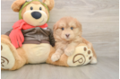 Best Mini Pomskydoodle Baby