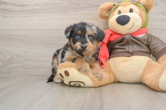 Adorable Pomsky Doodle Poodle Mix Puppy
