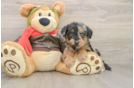 Funny Mini Pomskydoodle Poodle Mix Pup