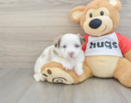 7 week old Mini Pomskydoodle Puppy For Sale - Puppy Love PR