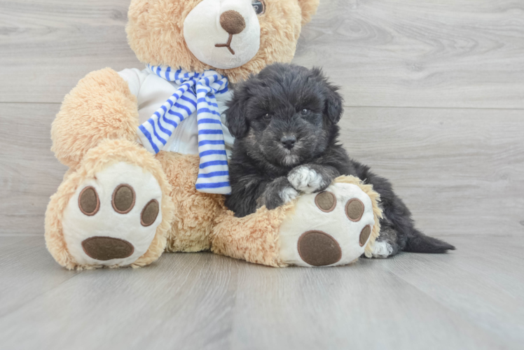 Meet Minion - our Mini Pomskydoodle Puppy Photo 1/3 - Puppy Love PR Mini Pomskydoodle Pup Being Cute