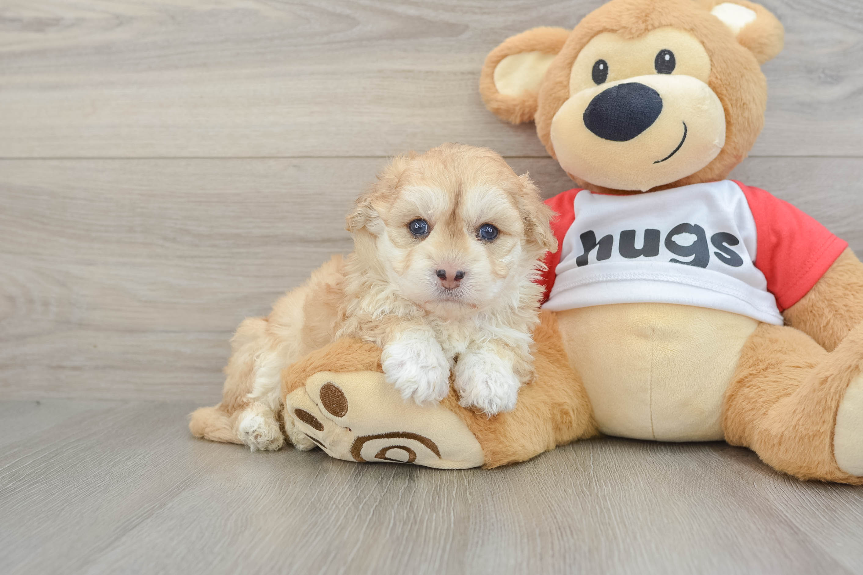 Playful Mini Pomskydoodle Poodle Mix Puppy