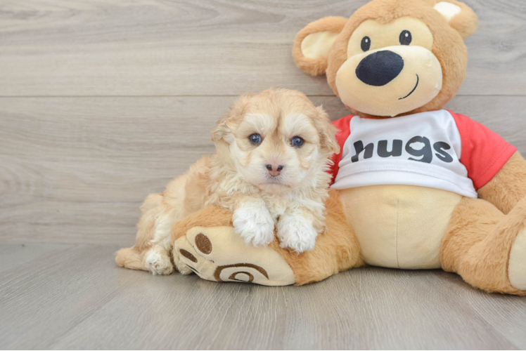 Playful Mini Pomskydoodle Poodle Mix Puppy