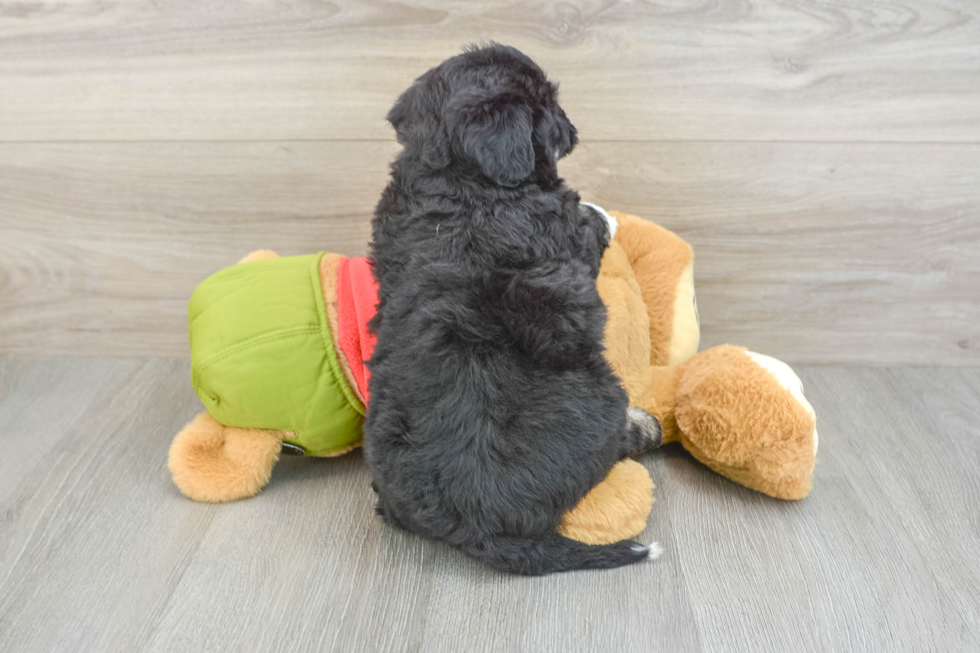Smart Mini Pomskydoodle Poodle Mix Pup