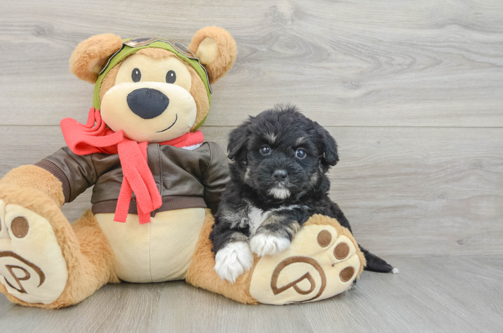 5 week old Mini Pomskydoodle Puppy For Sale - Puppy Love PR