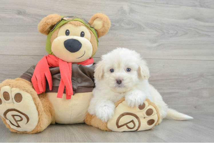 Popular Mini Pomskydoodle Poodle Mix Pup