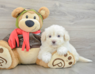 8 week old Mini Pomskydoodle Puppy For Sale - Puppy Love PR