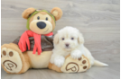Popular Mini Pomskydoodle Poodle Mix Pup