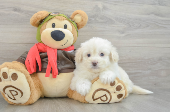 Popular Mini Pomskydoodle Poodle Mix Pup