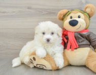 7 week old Mini Pomskydoodle Puppy For Sale - Puppy Love PR