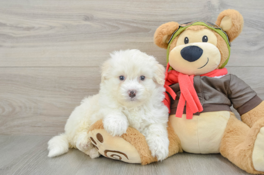 Fluffy Mini Pomskydoodle Poodle Mix Pup
