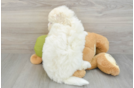 Popular Mini Pomskydoodle Poodle Mix Pup