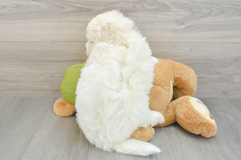 Popular Mini Pomskydoodle Poodle Mix Pup
