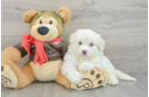 Hypoallergenic Mini Pomskydoodle Poodle Mix Puppy