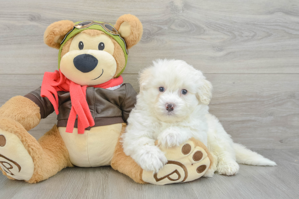 Hypoallergenic Mini Pomskydoodle Poodle Mix Puppy