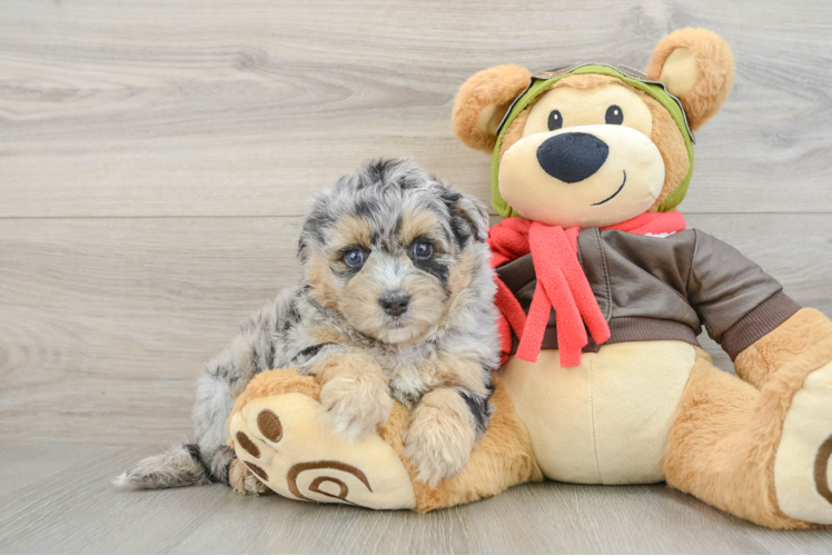 Cute Mini Pomskydoodle Baby
