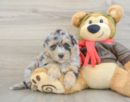 7 week old Mini Pomskydoodle Puppy For Sale - Puppy Love PR