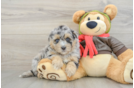 Cute Mini Pomskydoodle Baby