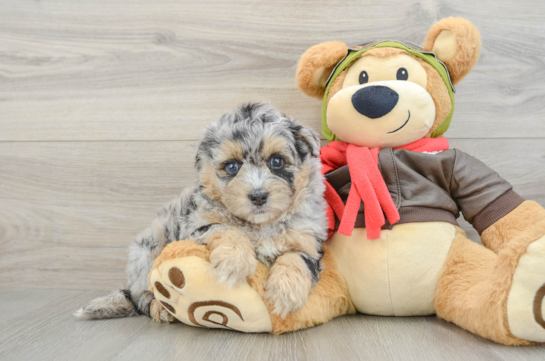 Cute Mini Pomskydoodle Baby