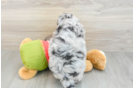 Little Mini Pomskydoodle Poodle Mix Puppy