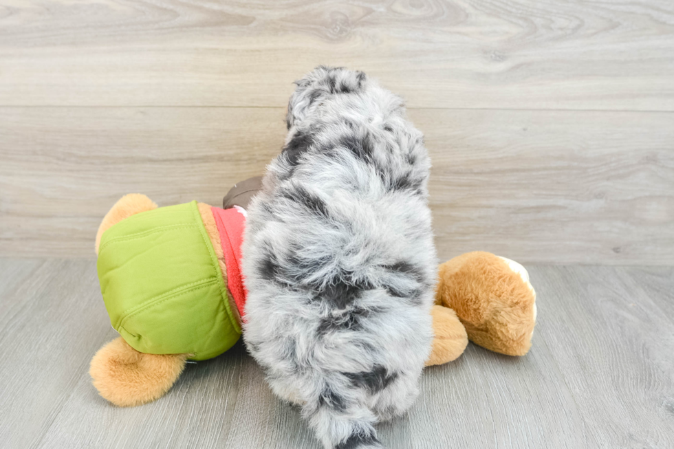 Little Mini Pomskydoodle Poodle Mix Puppy