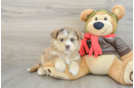 Mini Pomskydoodle Pup Being Cute