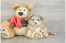 Sweet Mini Pomskydoodle Baby