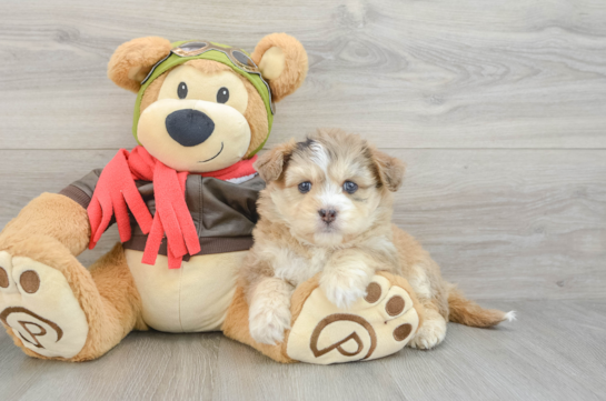 Sweet Mini Pomskydoodle Baby