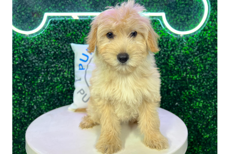 Meet Tahiti - our Mini Pomskydoodle Puppy Photo 1/4 - Puppy Love PR Mini Pomskydoodle Puppy for Adoption