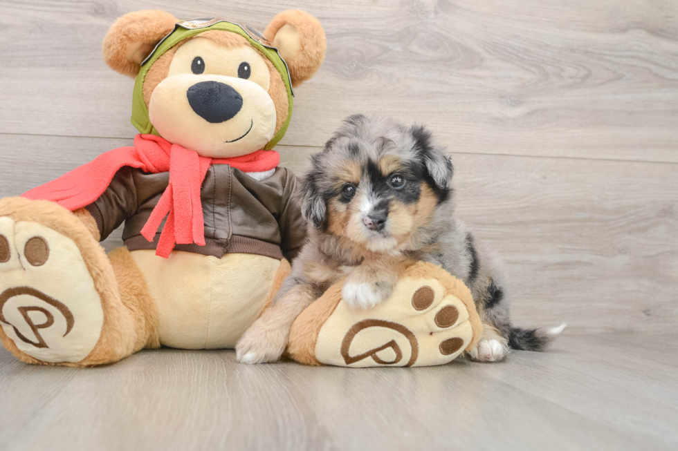 Friendly Mini Pomskydoodle Baby