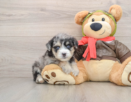 5 week old Mini Pomskydoodle Puppy For Sale - Puppy Love PR