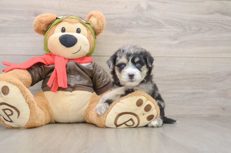 Adorable Mini Pomskydoodle Poodle Mix Puppy