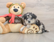 5 week old Mini Pomskydoodle Puppy For Sale - Puppy Love PR