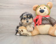 6 week old Mini Pomskydoodle Puppy For Sale - Puppy Love PR