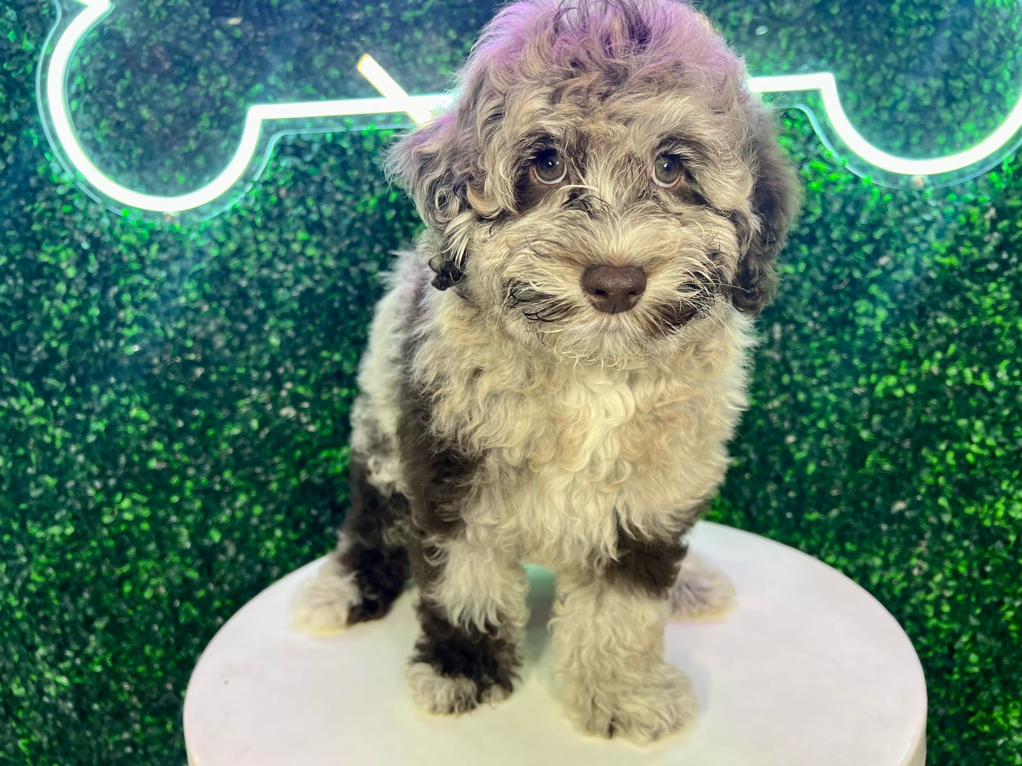 Mini Portidoodle Pup Being Cute