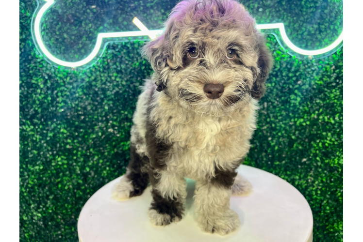 Meet Balboa - our Mini Portidoodle Puppy Photo 1/4 - Puppy Love PR Mini Portidoodle Pup Being Cute