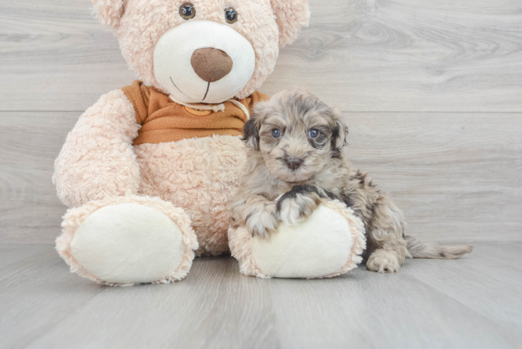 Meet Baloo - our Mini Portidoodle Puppy Photo 1/3 - Puppy Love PR Mini Portidoodle Puppy for Adoption