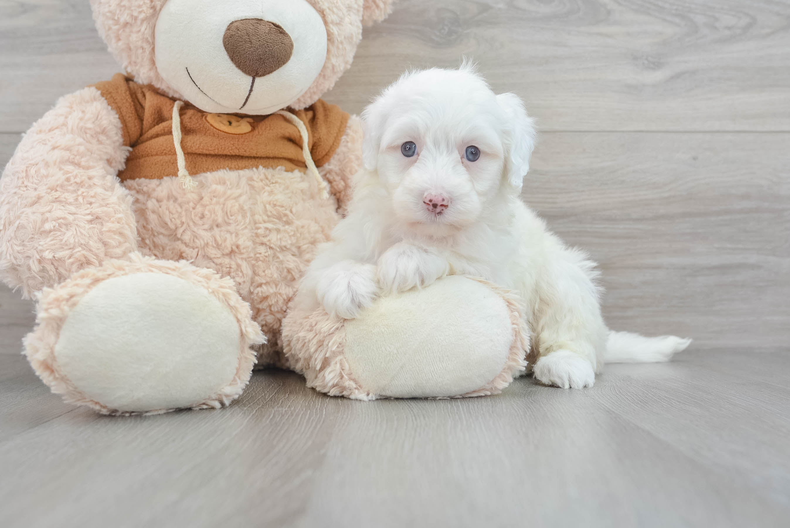 Petite Mini Portidoodle Poodle Mix Pup
