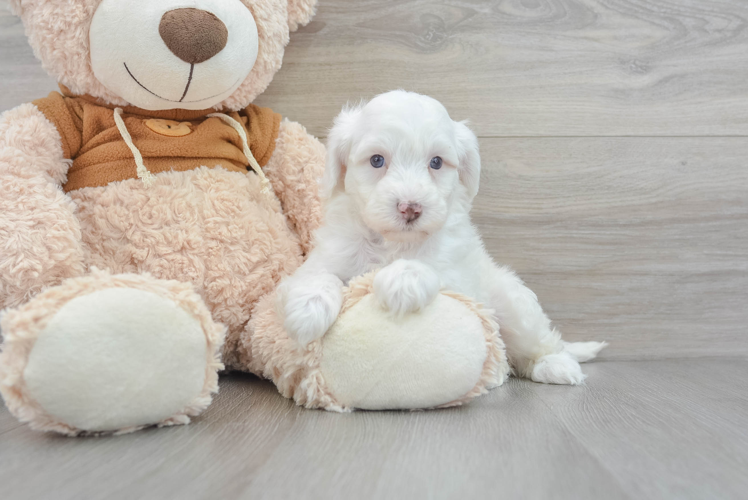 Little Portuguese Water Dog Poodle Mix Puppy