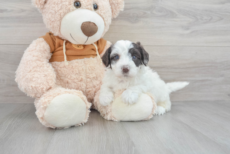 Meet Blanc - our Mini Portidoodle Puppy Photo 1/3 - Puppy Love PR Small Mini Portidoodle Baby