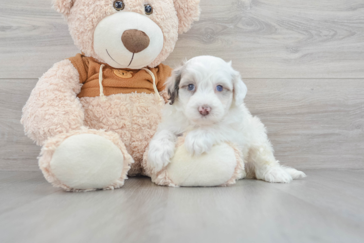 Meet Blizz - our Mini Portidoodle Puppy Photo 1/3 - Puppy Love PR Sweet Mini Portidoodle Baby