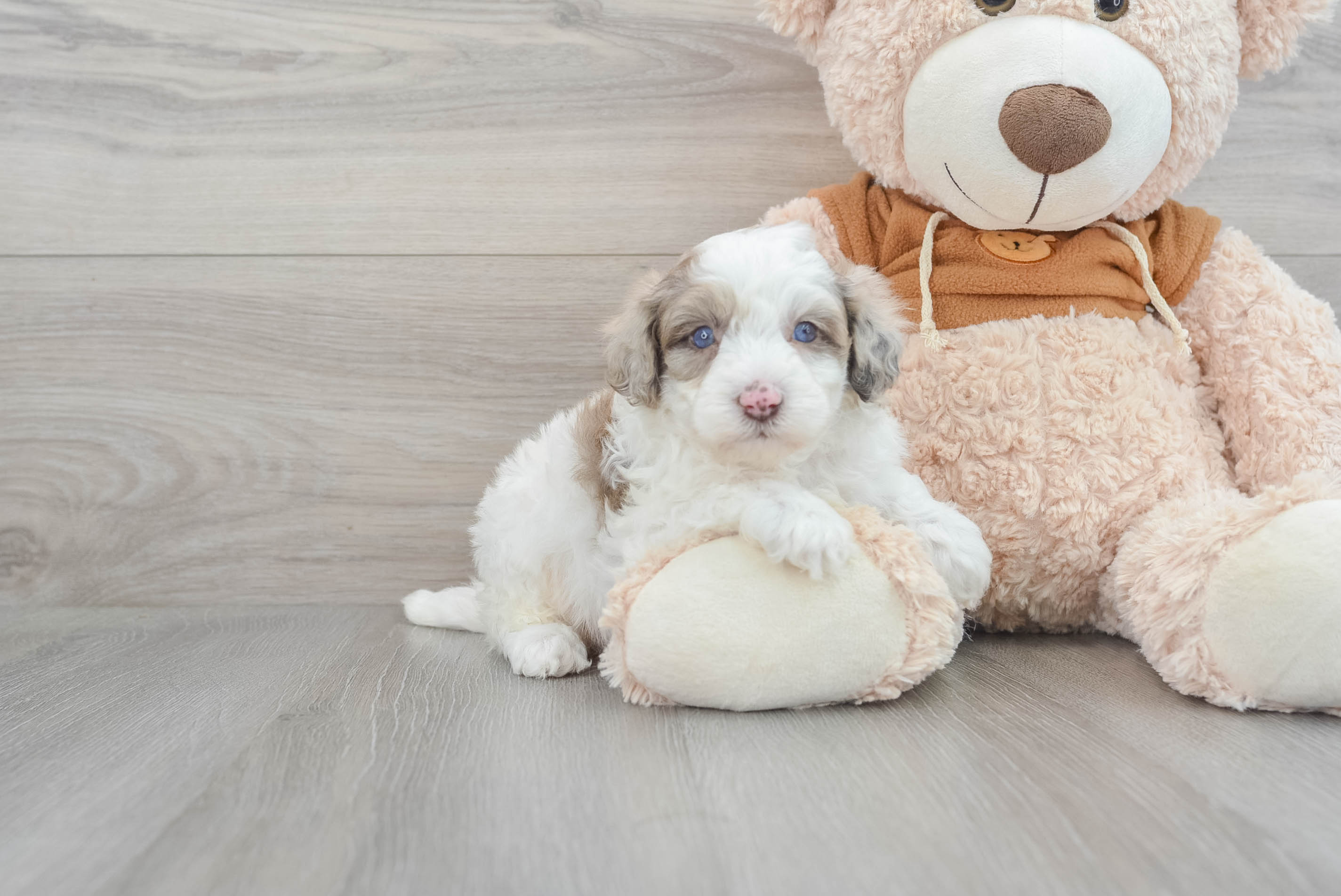 Best Mini Portidoodle Baby