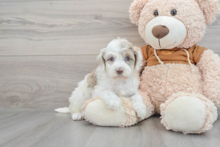 Meet Bora Bora - our Mini Portidoodle Puppy Photo 1/3 - Puppy Love PR Mini Portidoodle Pup Being Cute