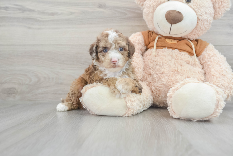 Mini Portidoodle Puppy for Adoption