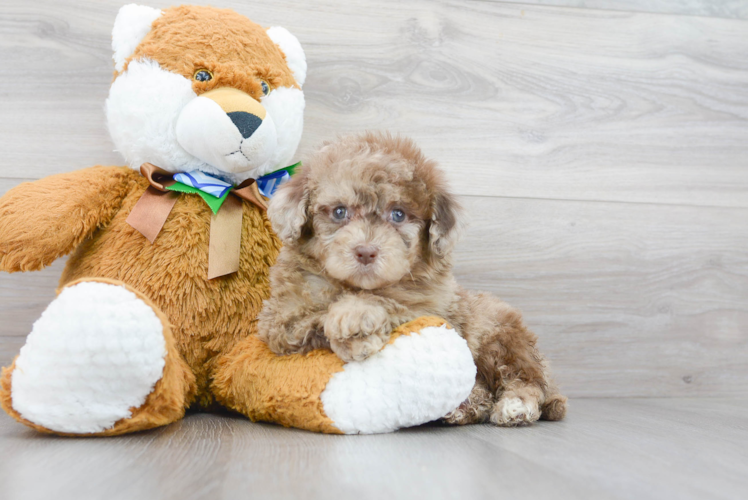 Meet Gus - our Mini Portidoodle Puppy Photo 1/3 - Puppy Love PR Mini Portidoodle Pup Being Cute
