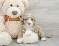 6 week old Mini Portidoodle Puppy For Sale - Puppy Love PR